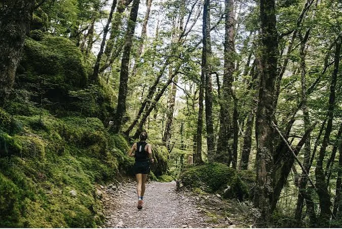A runner winding through the forest