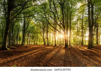 Morning light on the trail